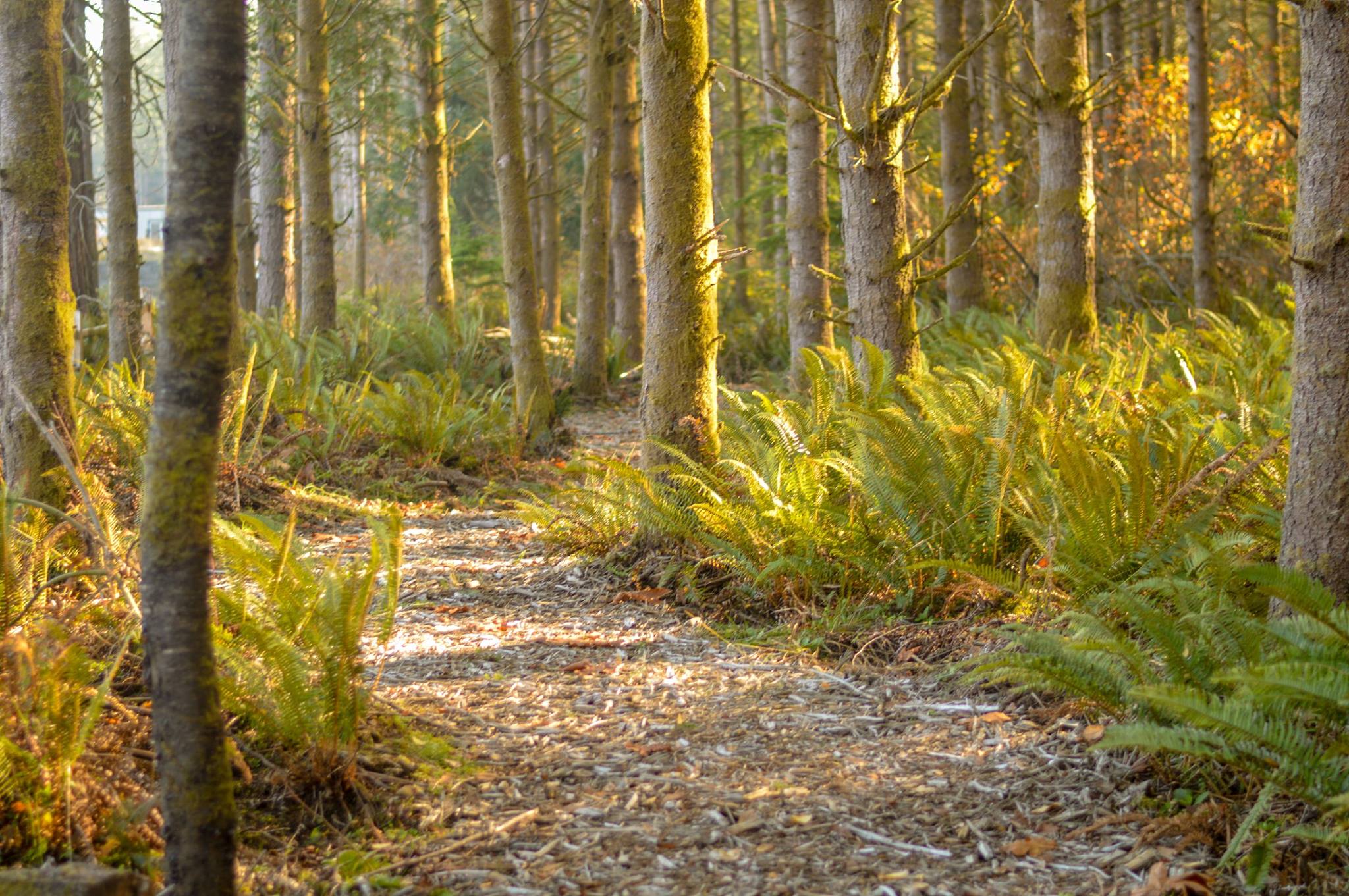 black diamond trails near me